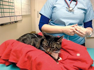 Mettere i gatti a loro agio durante le procedure è una parte importante del trattamento rispettoso.
